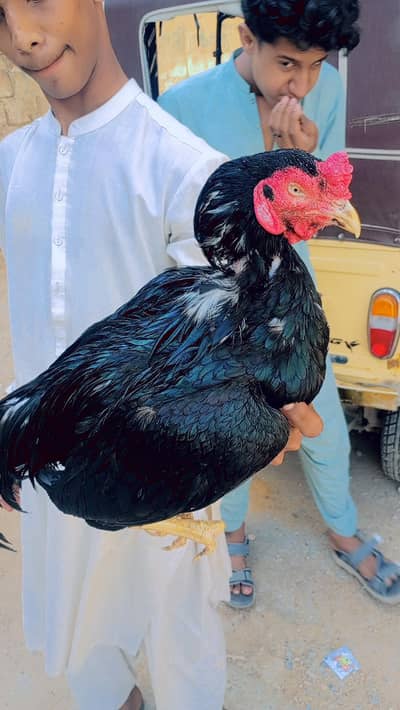 aseer mianwali amroha