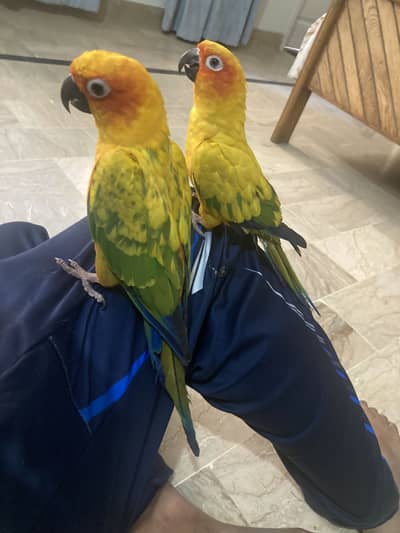 sun conure tamed pair DNA