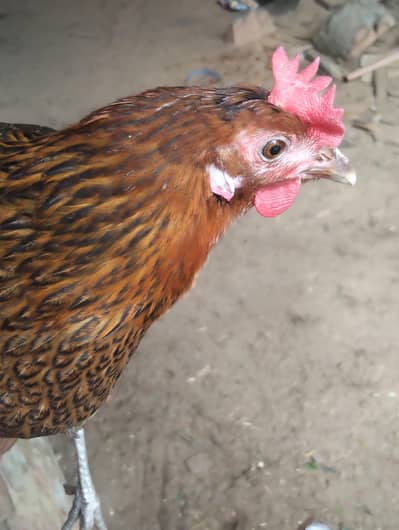 mishri murgi for sale egg leaving