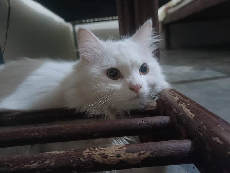 white cat 2