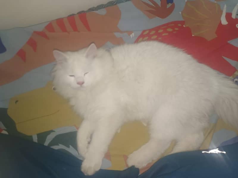 white cat 4