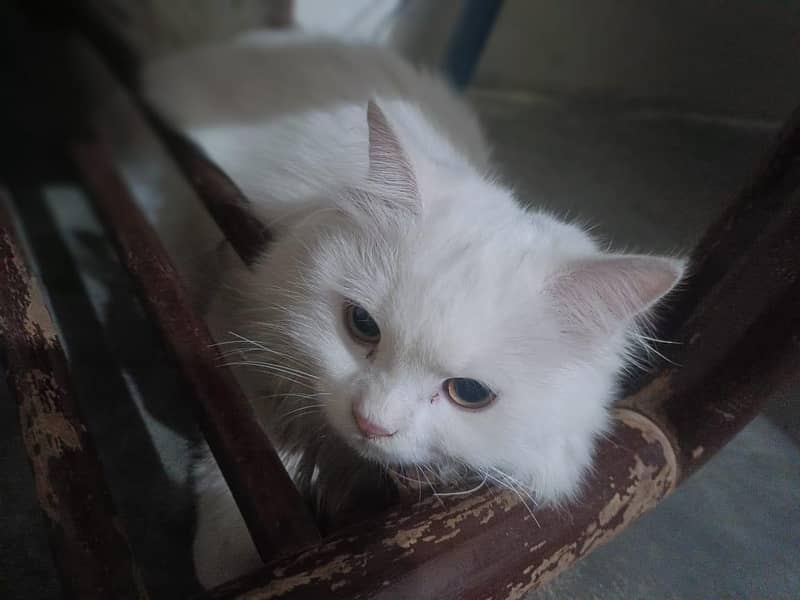 white cat 5