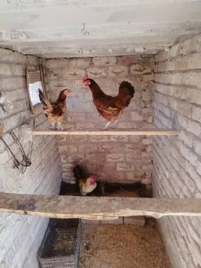Pure desi Hens Available 2 hens 1 male    یہ ٹائٹل ہو گیا