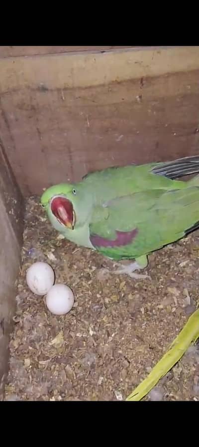 breeder pair with eggs