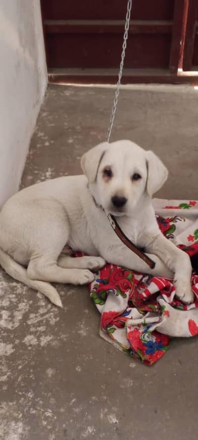 Pure Labrador cros white dog available