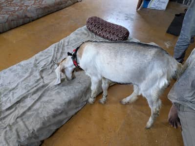 Gulabi Bakra for Sale – Healthy & Home Raised