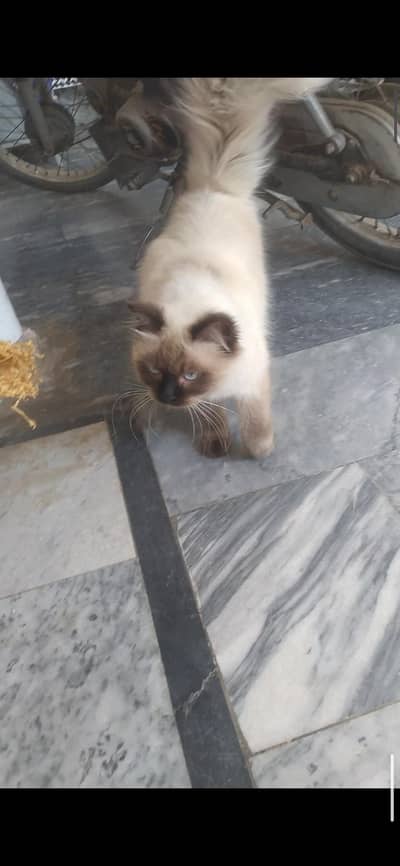 Siamese Cat