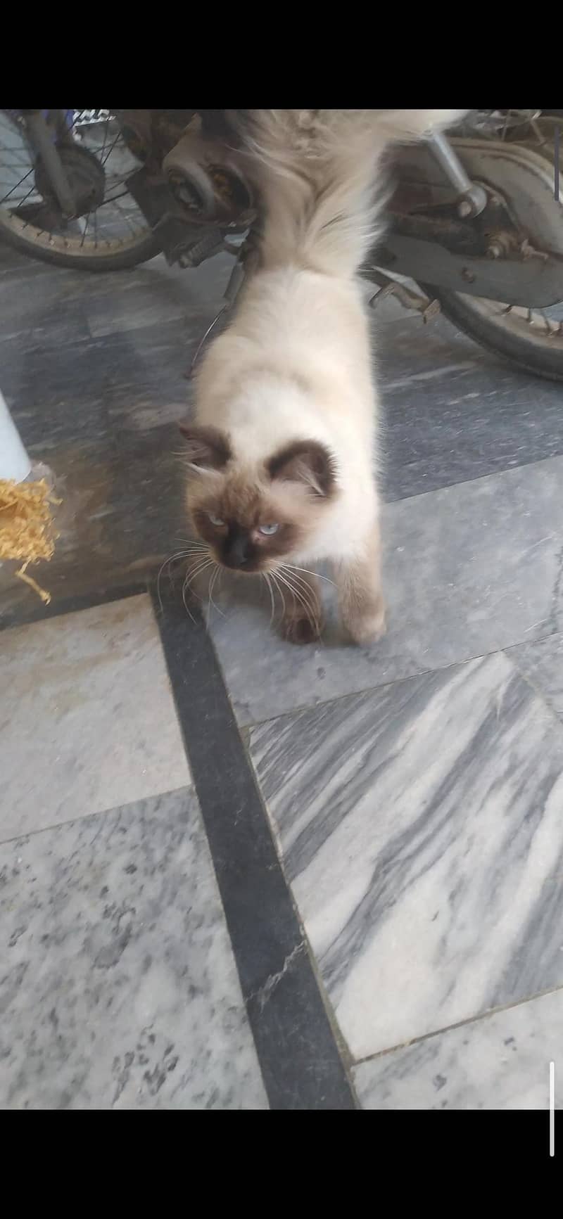Siamese Cat 2