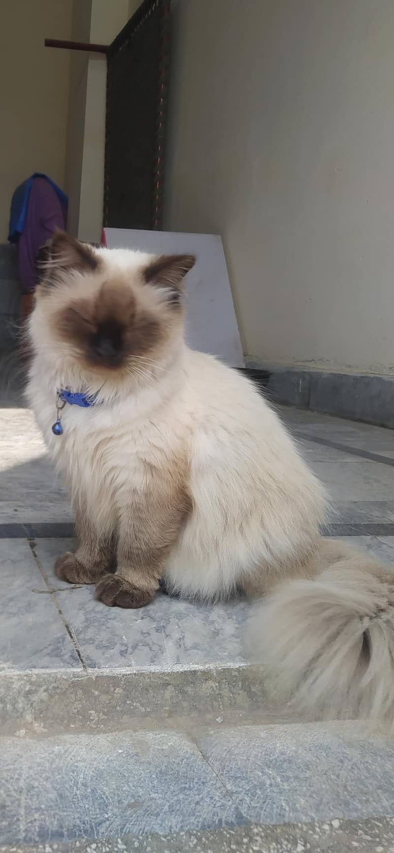 Siamese Cat 3
