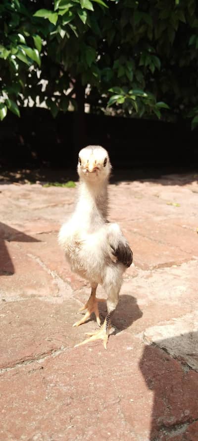 Maa sha Allah | Top quality Blue oh Shamo chicks