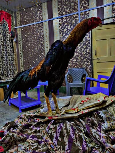 Pure Japanese fancy 100 percent