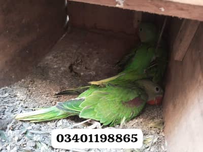 Raw parrot phari parrot chicks