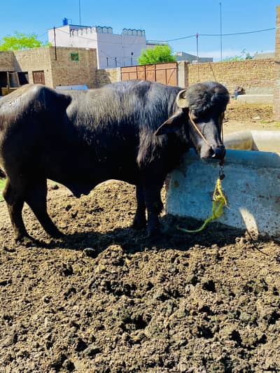 Male Buffalo for sale