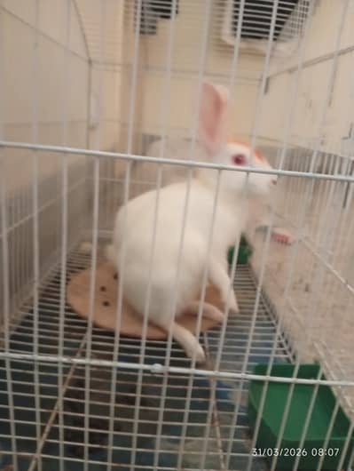 2 female Rabbits with cage