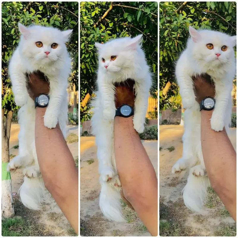cash on delivery Persian Punch face triple coat cat Kitten — photo 5