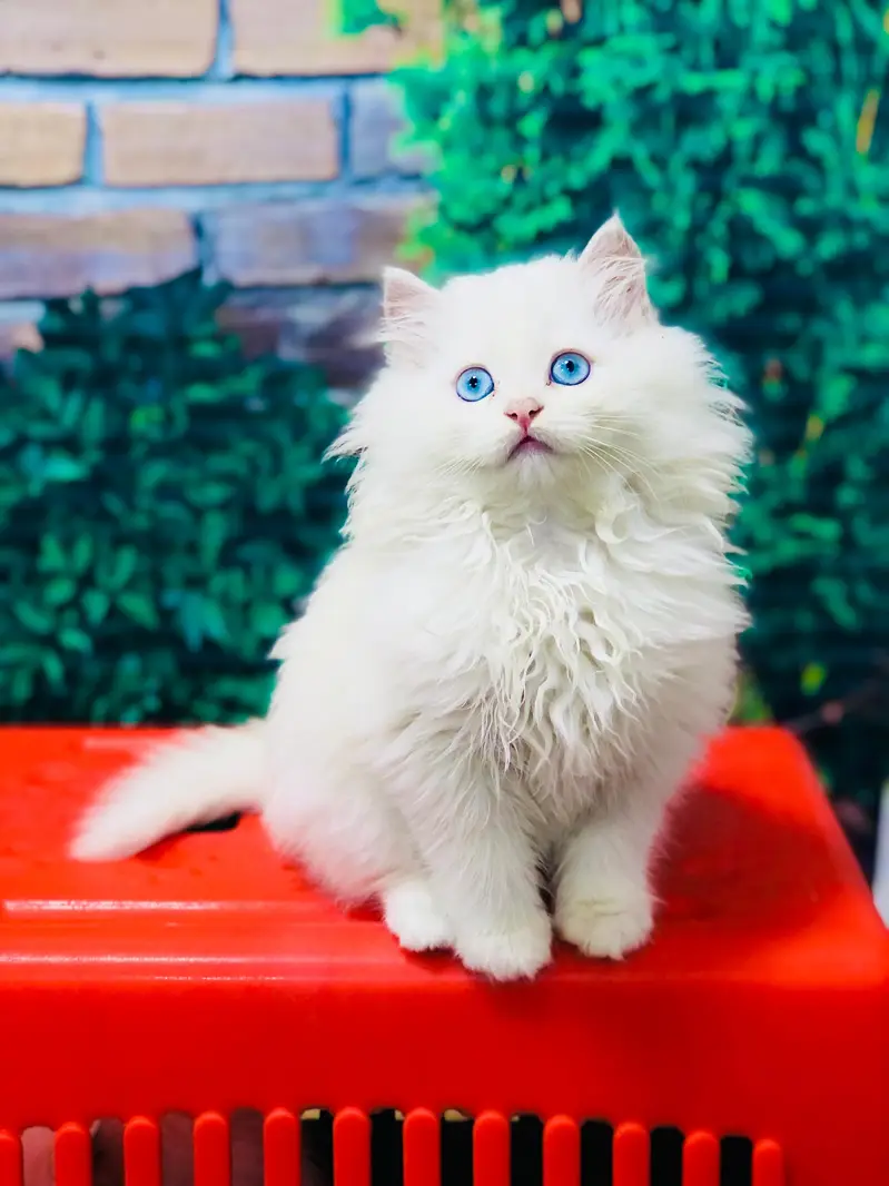 cash on delivery Persian Punch face triple coat cat Kitten — photo 10