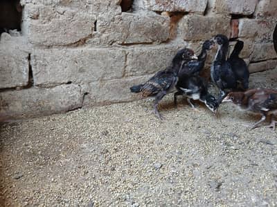 pure Thai, pakoya aseel chiks