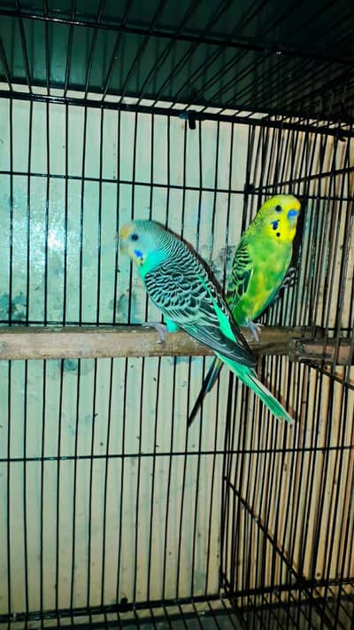 Austrelian baredar pear