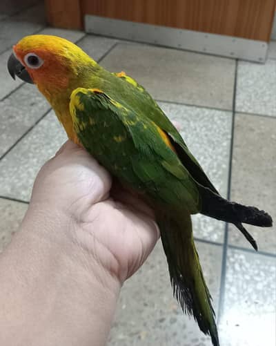 Sun Cnoure tame female