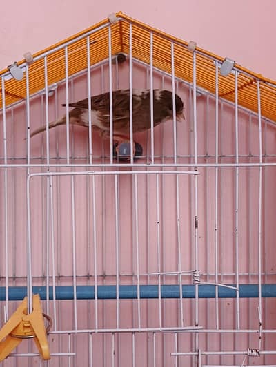 MashAllah Singing Canary Available 03402142116