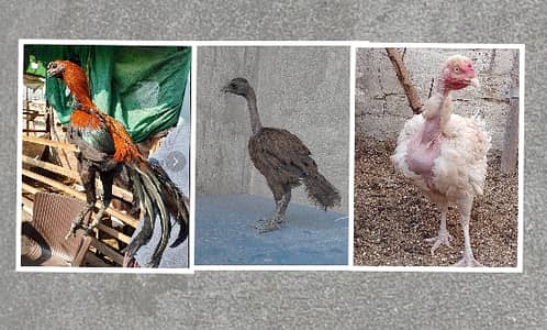 Indian Dragon Aseel + Madagascar