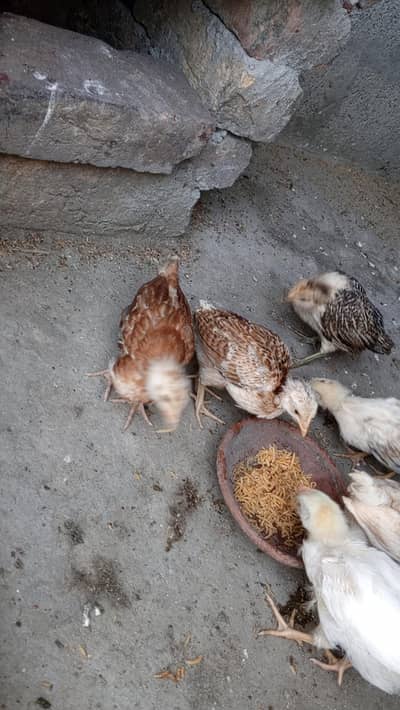 7 chiks for sale mald and female mix