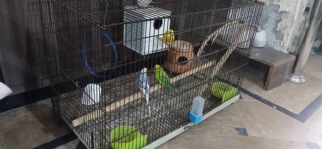 2 pair of Budgies Australian birds with 2.5 feet cage