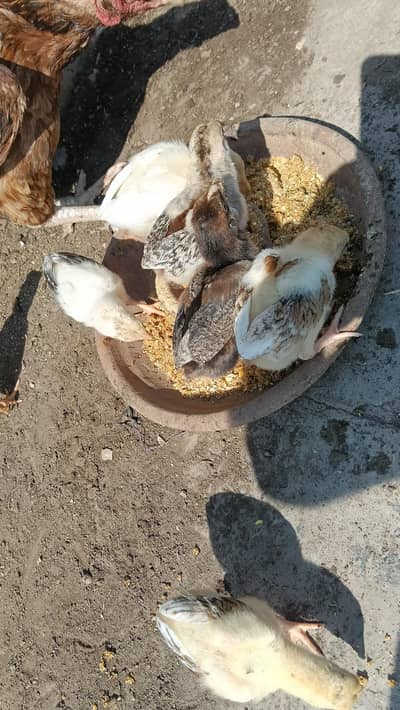 Mia wali aseel hen with 10 chicks