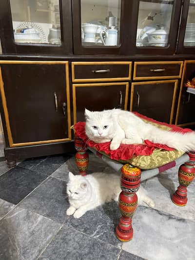 Persian cat pair
