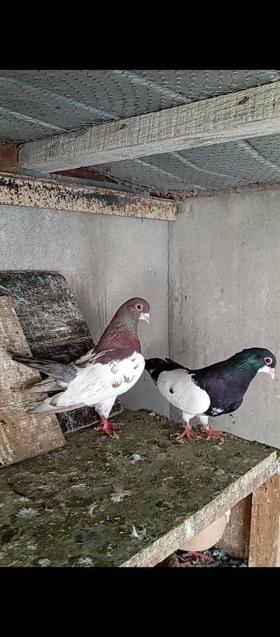 Khal Chap,Sherazi & Qasid