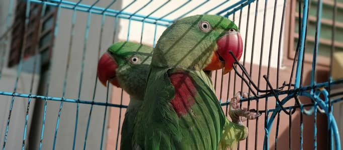 raw parrots