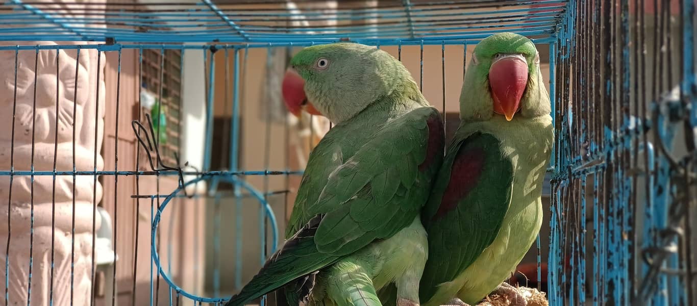 raw parrots 3