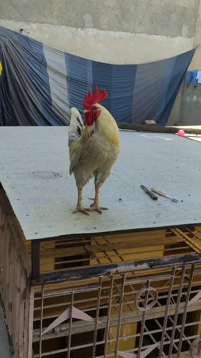 male cook. two desi one Jawa aseel