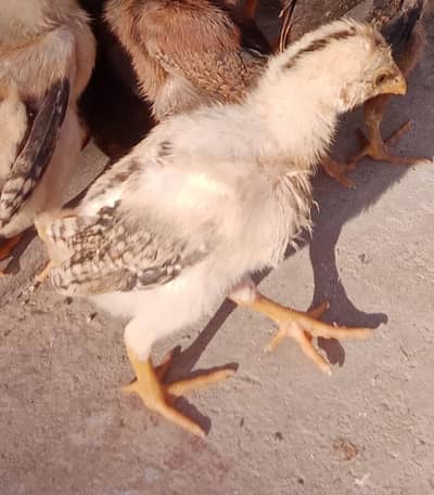 Top quality aseel chicks , 03271551533