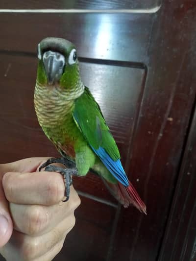 hand tammed conure parrot