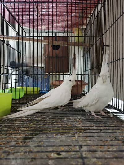 eno cocktail breeder pair with eggs  with box