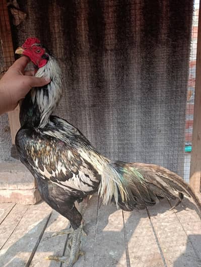 Aseel Thai / panus / burmi / pakoye / shamo breeder murga