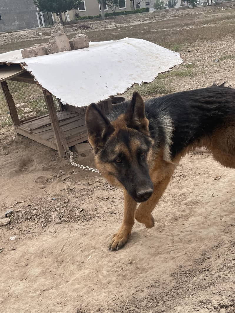German Shepherd 1