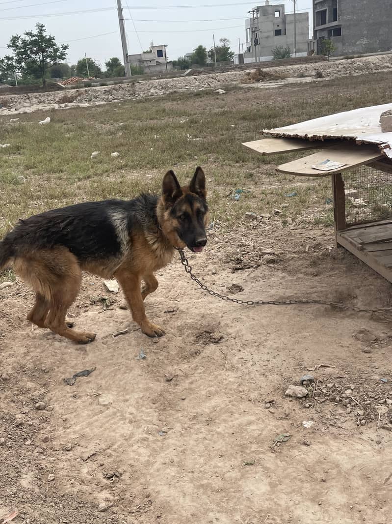 German Shepherd 3