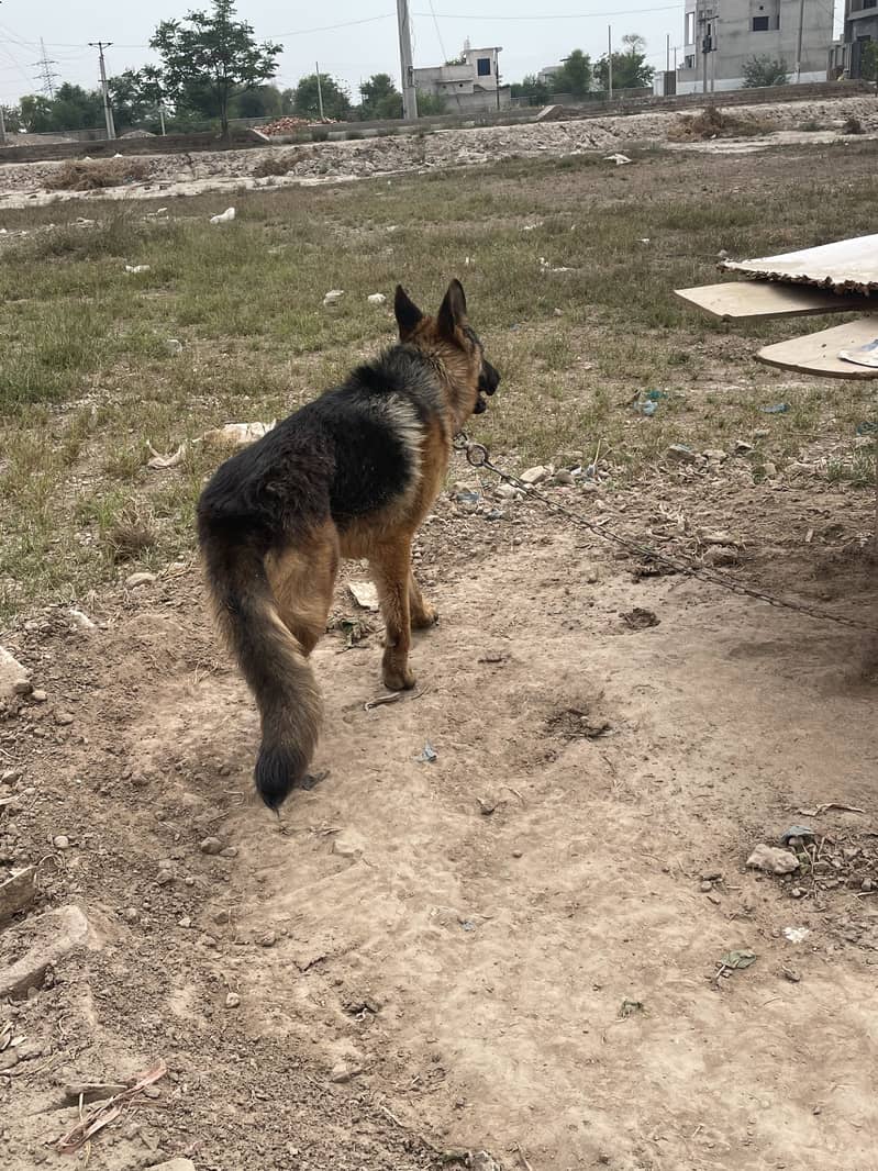 German Shepherd 4