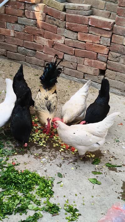 Desi 1 male 9 female