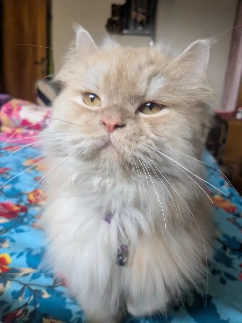 male triple coat neutered — photo 3