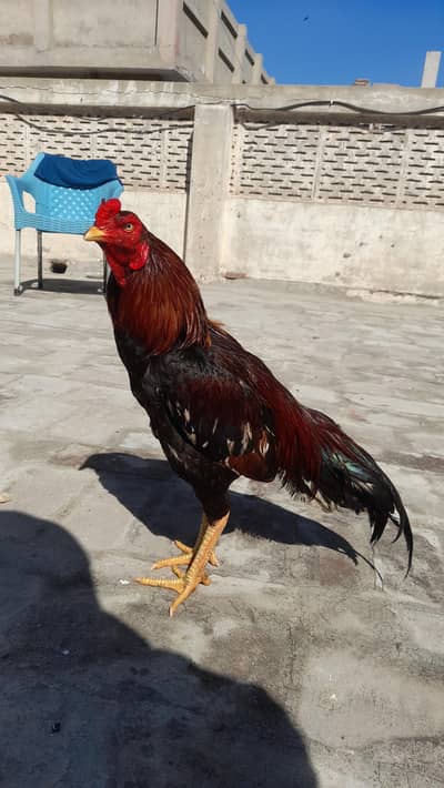 1 male and 8 to 12 Aseel Females of different breeds and price