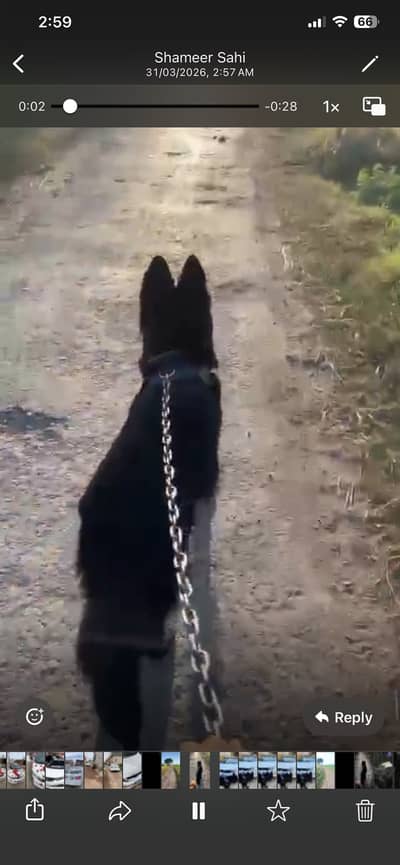 Black shepherd contact on 03187711189