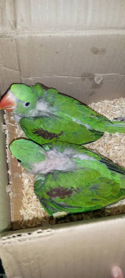 Raw Alexander for sale