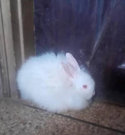 Angora