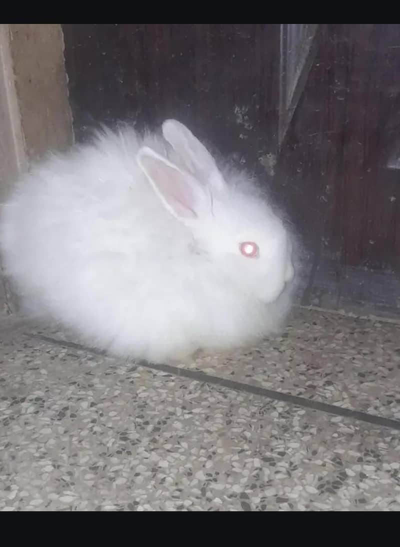 Angora 1