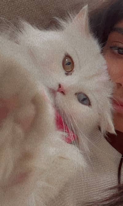 Pure Persian Cat Odd Eyes 3Y Neutered Vaccinated Litter Trained Fluff