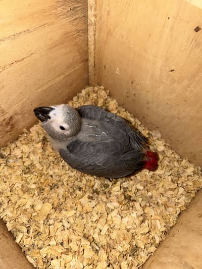 African grey chick age 4 month