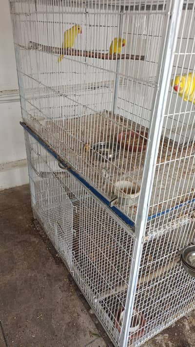 Yellow Ringneck Chicks and Cage